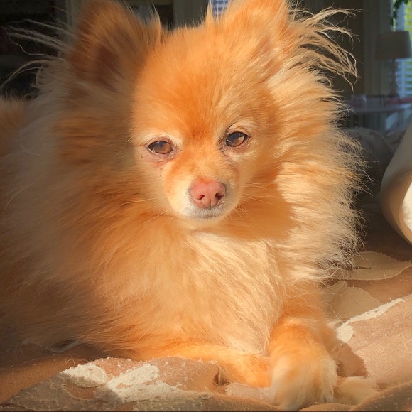 Meet your Posher, Finicky ๐ฆ - Picture 3 of 3